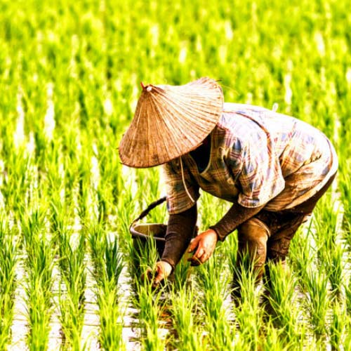 thị trường lúa gạo Việt Nam