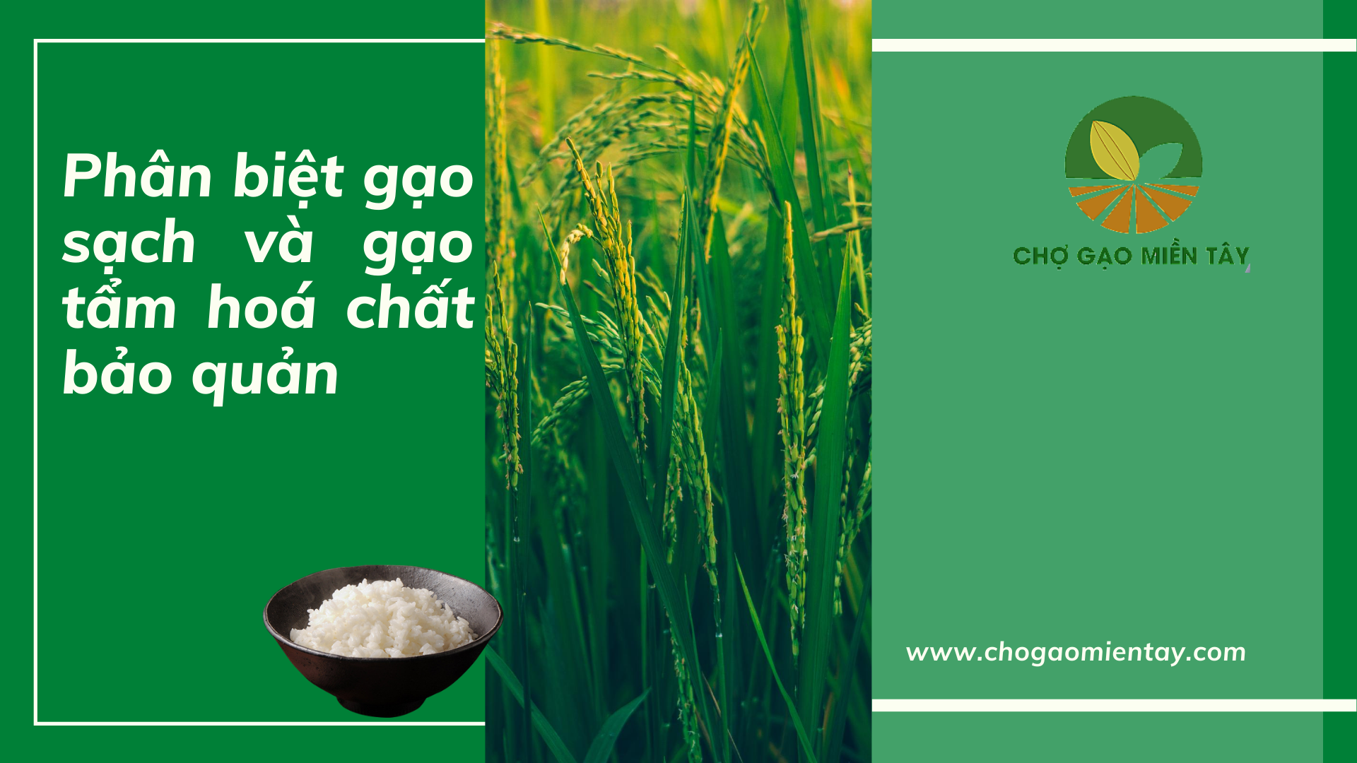 phân biệt gạo sạch và gạo chứa chất bảo quản